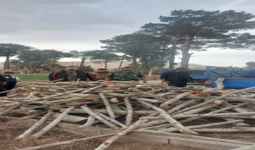 کشف و ضبط 1535 کیلو گرم چوب قاچاق در شهرستان ورامین