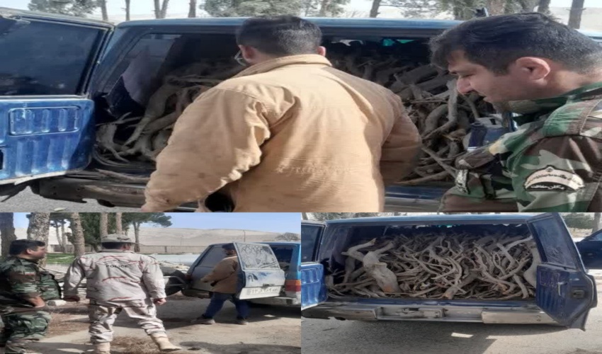کشف و ضبط 760 کیلو گرم چوب قاچاق در شهرستان ورامین 
