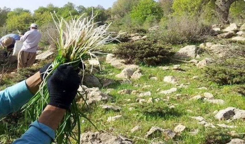 ممنوعیت برداشت گیاهان دارویی در استان تهران؛ هشدار جدی منابع طبیعی به متخلفان